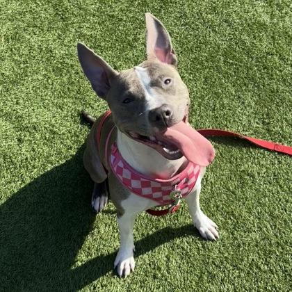 Enlarge Stella, a Adoptable mixed breed in San Francisco, CA image 2/3