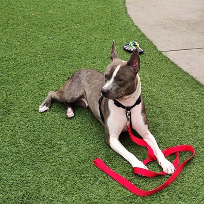 Enlarge Stella, a Adoptable mixed breed in San Francisco, CA image 3/3