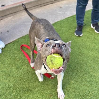Enlarge Stella, a Adoptable mixed breed in San Francisco, CA image 1/3