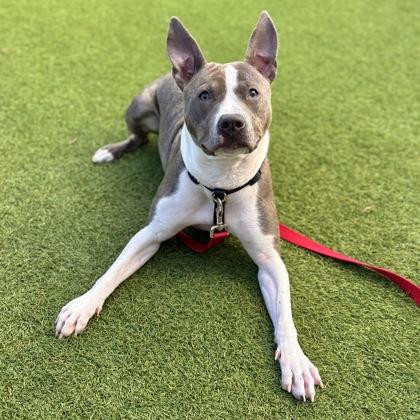 Enlarge Stella, a Adoptable mixed breed in San Francisco, CA image 2/3