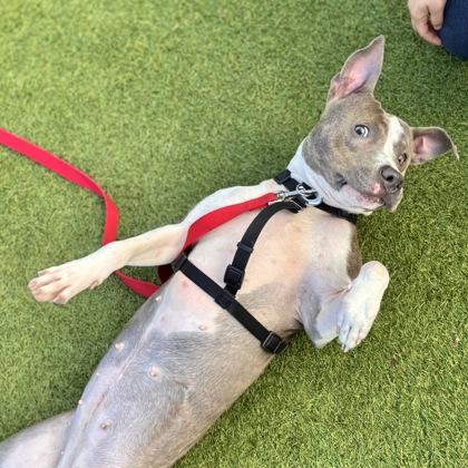 Enlarge Stella, a Adoptable mixed breed in San Francisco, CA image 3/3