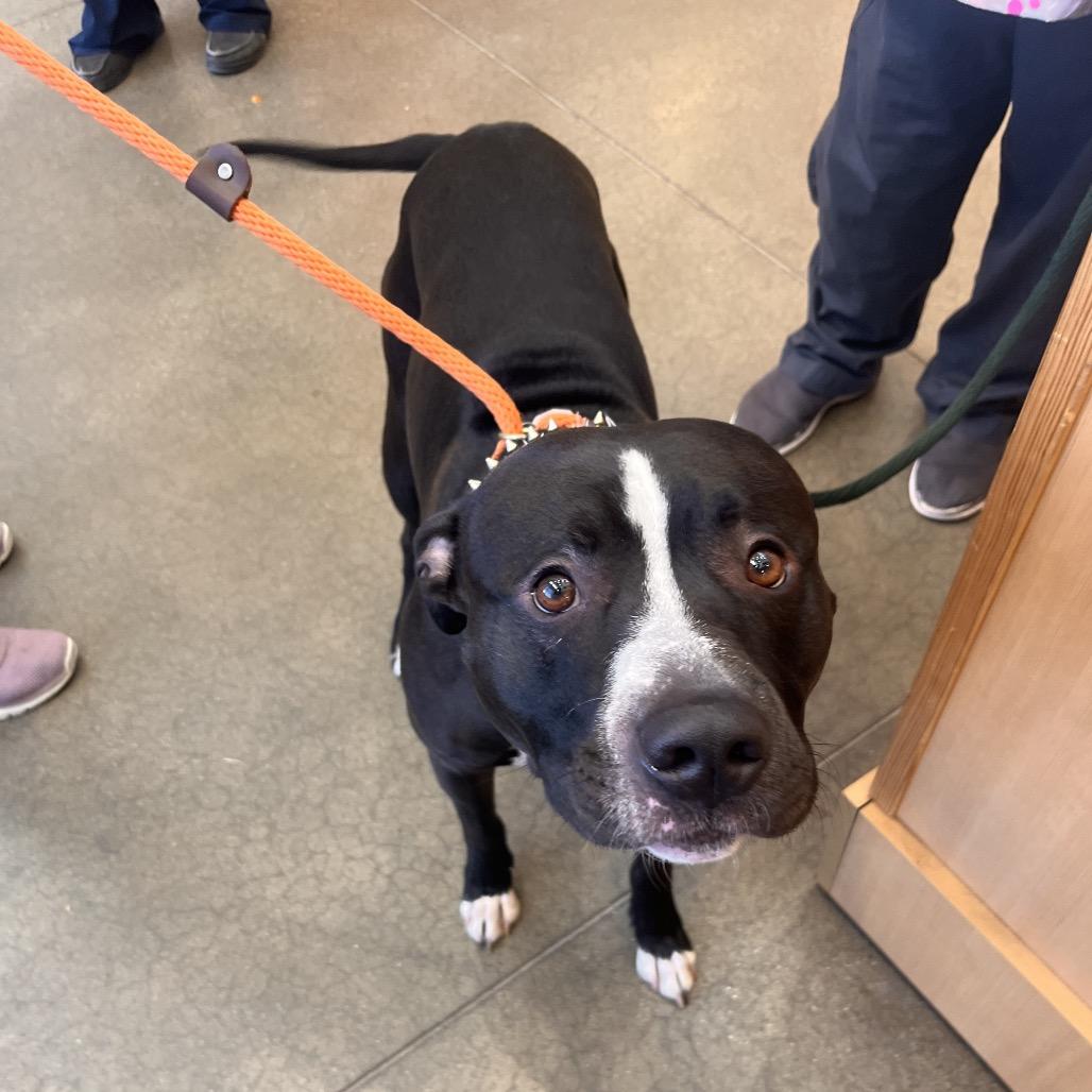 Barcode, a Adoptable Pit Bull Terrier in York, PA image 1/6