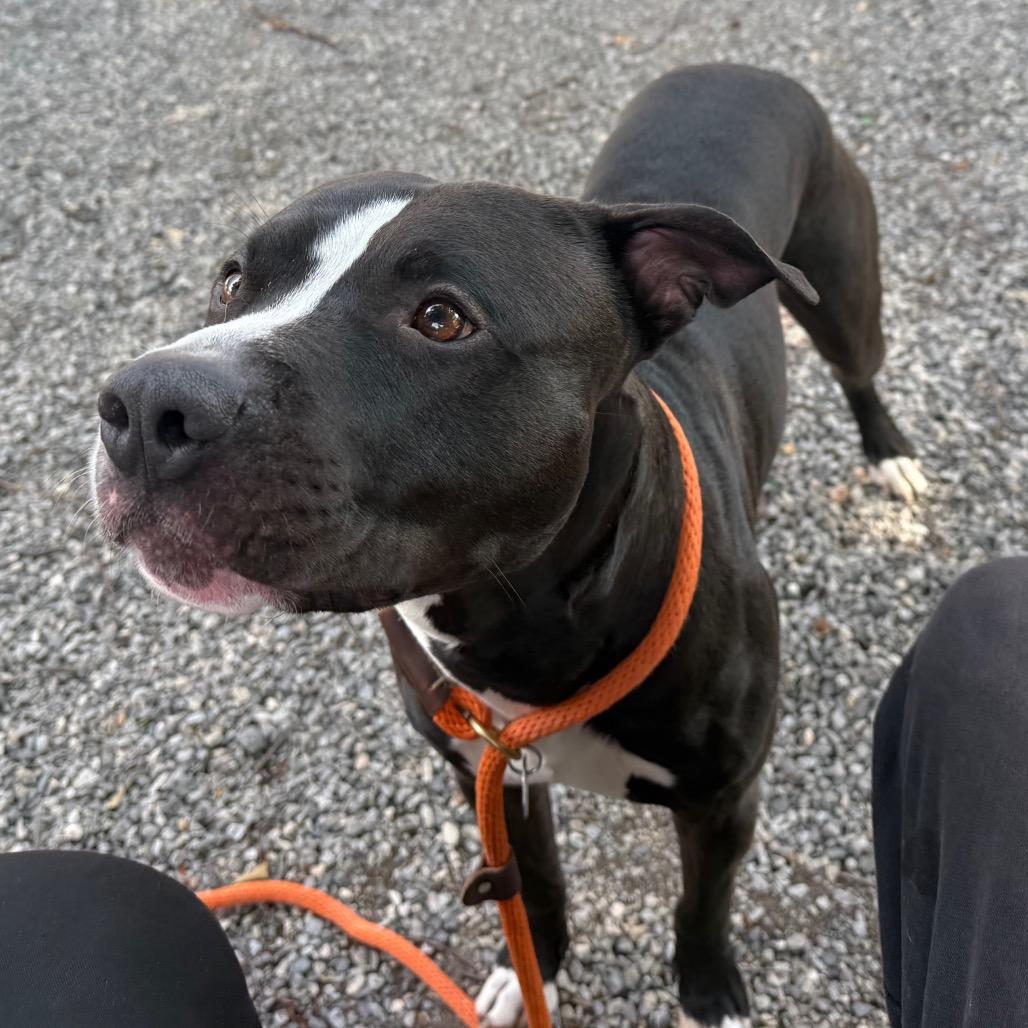 Barcode, a Adoptable Pit Bull Terrier in York, PA image 2/6