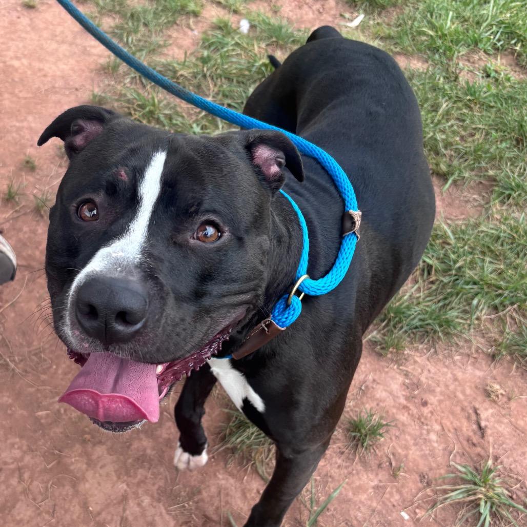 Barcode, a Adoptable Pit Bull Terrier in York, PA image 3/6