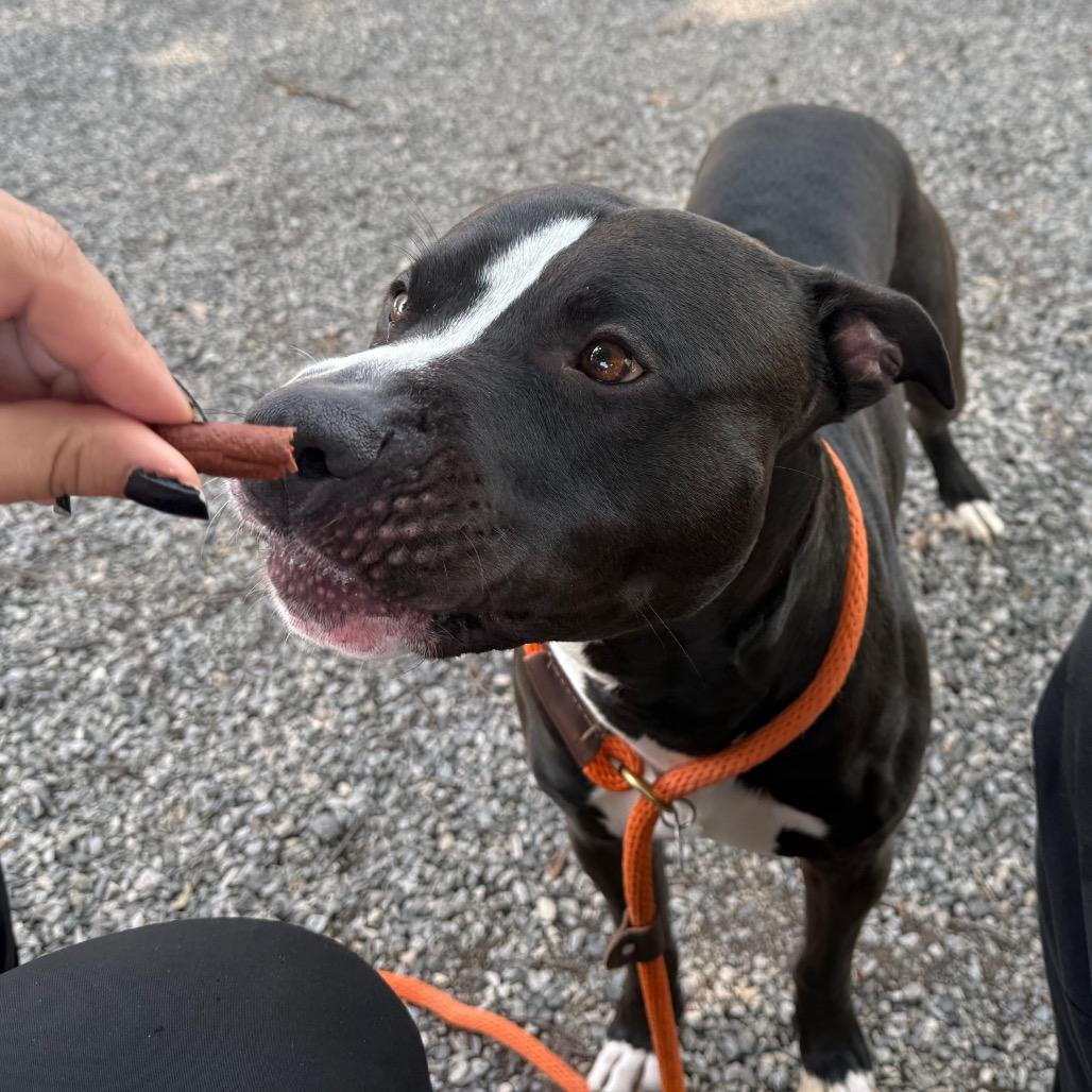 Barcode, a Adoptable Pit Bull Terrier in York, PA image 4/6