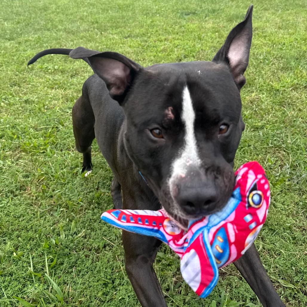 Barcode, a Adoptable Pit Bull Terrier in York, PA image 5/6