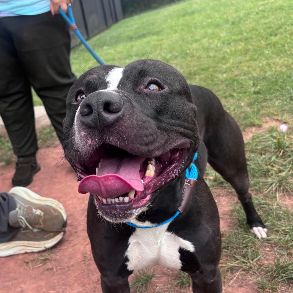 Barcode, a Adoptable Pit Bull Terrier in York, PA image 6/6