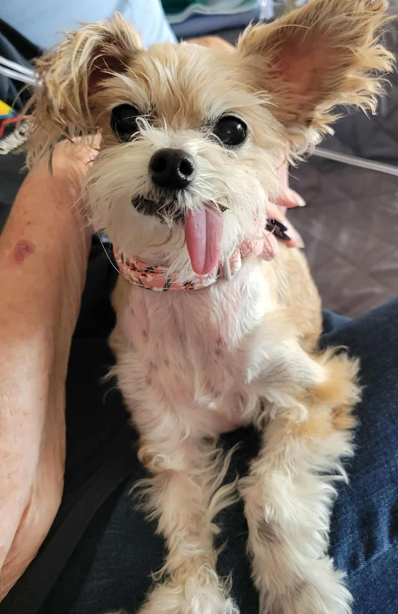 Xena, a Adoptable mixed breed in Clovis, CA image 1/5