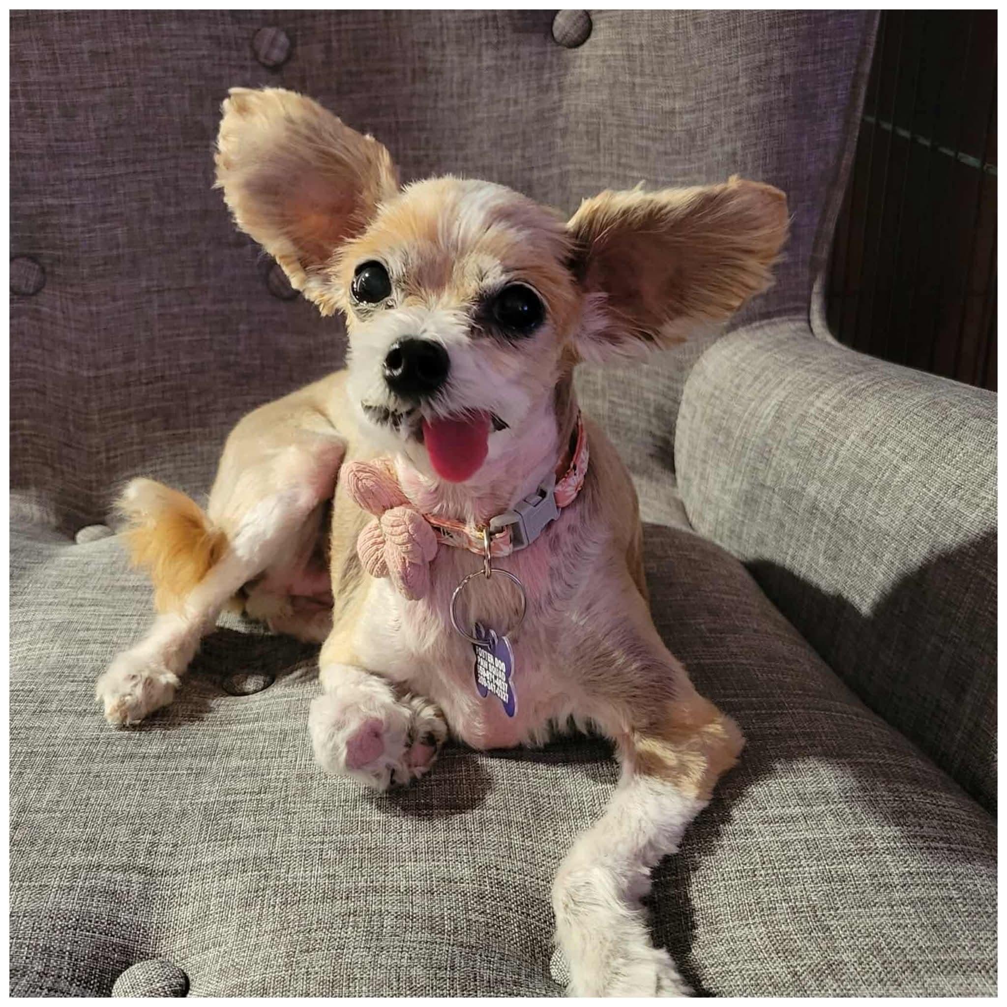 Xena, a Adoptable mixed breed in Clovis, CA image 2/5