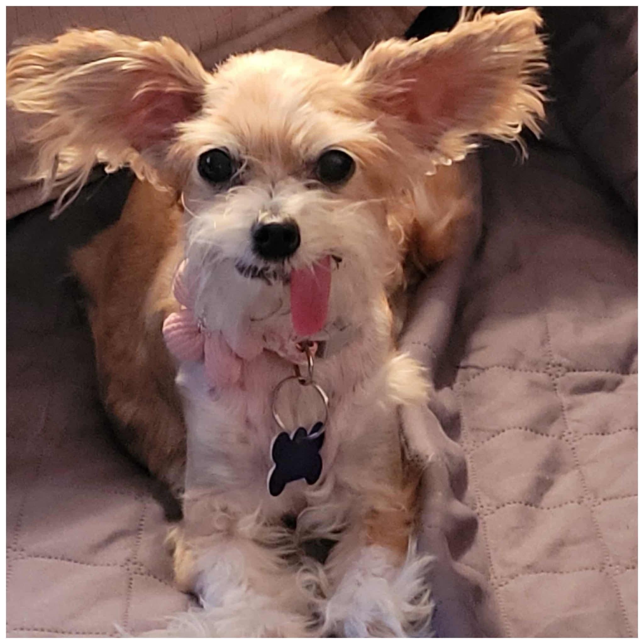 Xena, a Adoptable mixed breed in Clovis, CA image 3/5