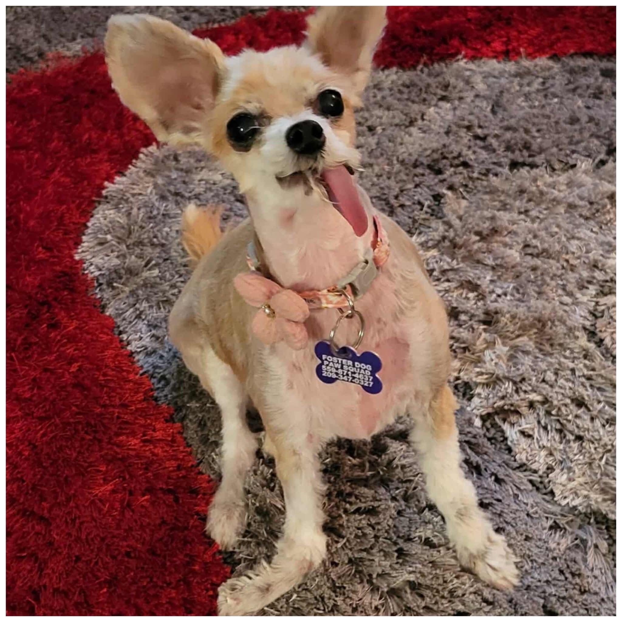 Xena, a Adoptable mixed breed in Clovis, CA image 5/5