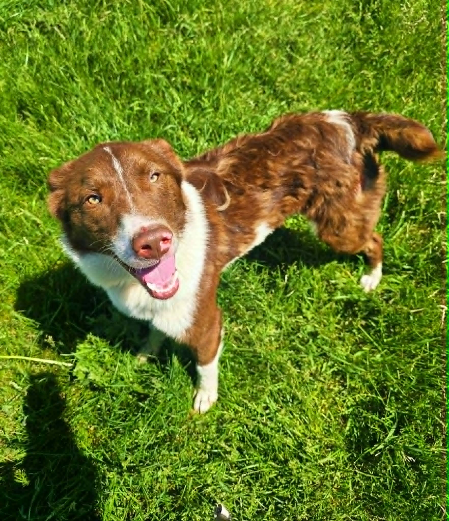 Enlarge Dexter, a Adoptable Border Collie in Heuvelton, NY image 1/1