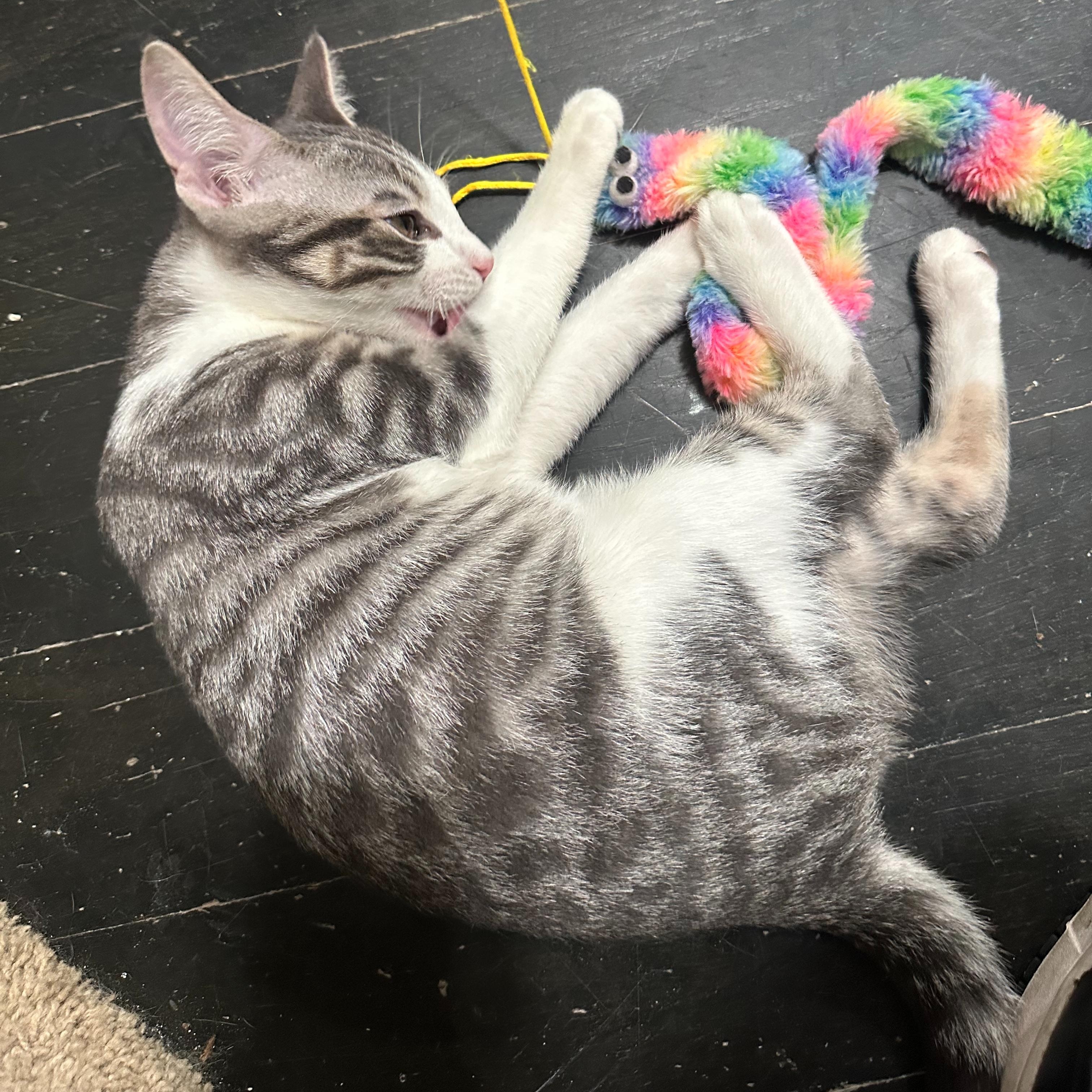 Enlarge Shadow, a Adoptable Domestic Short Hair in East Brunswick, NJ image 5/5