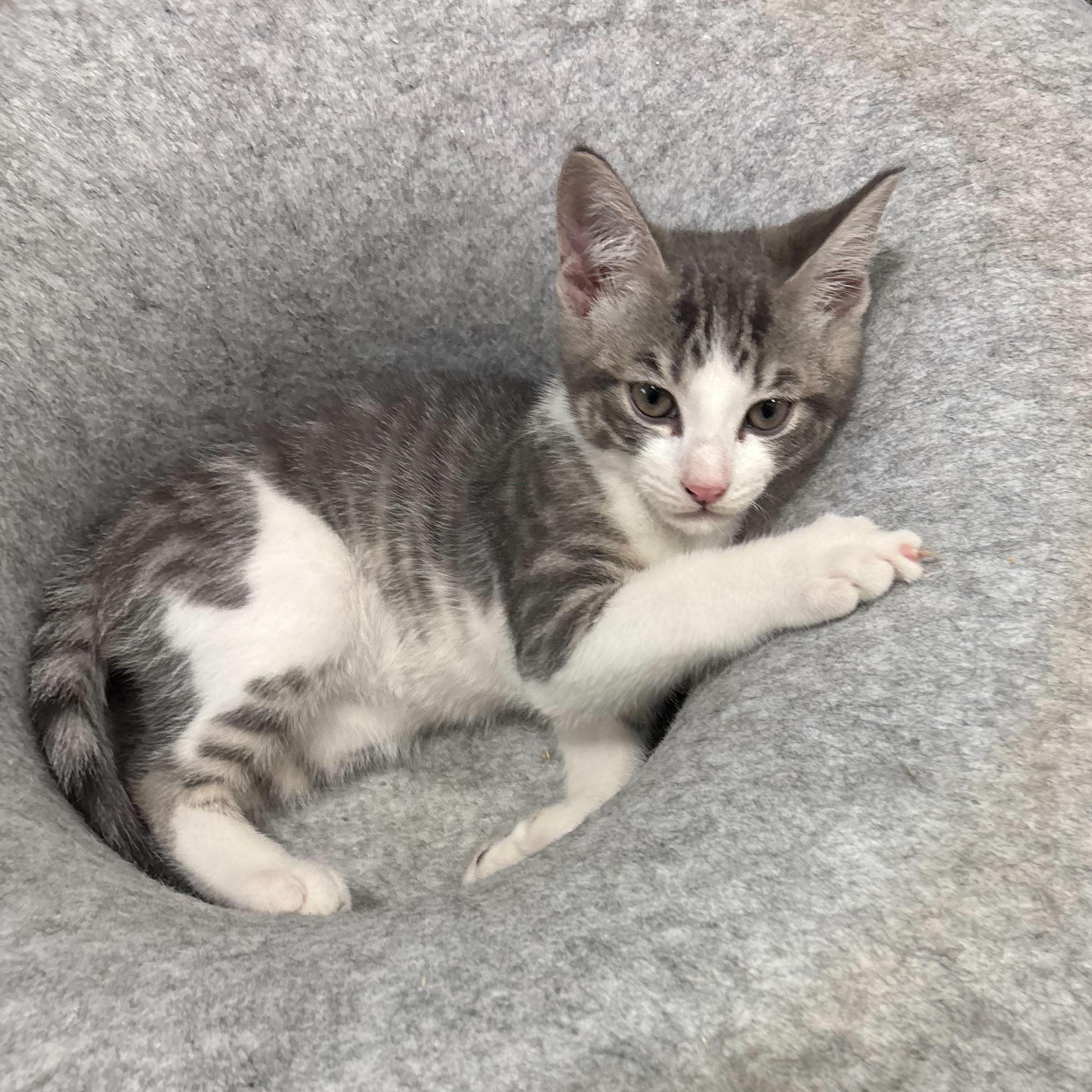 Enlarge Shadow, a Adoptable Domestic Short Hair in East Brunswick, NJ image 2/5