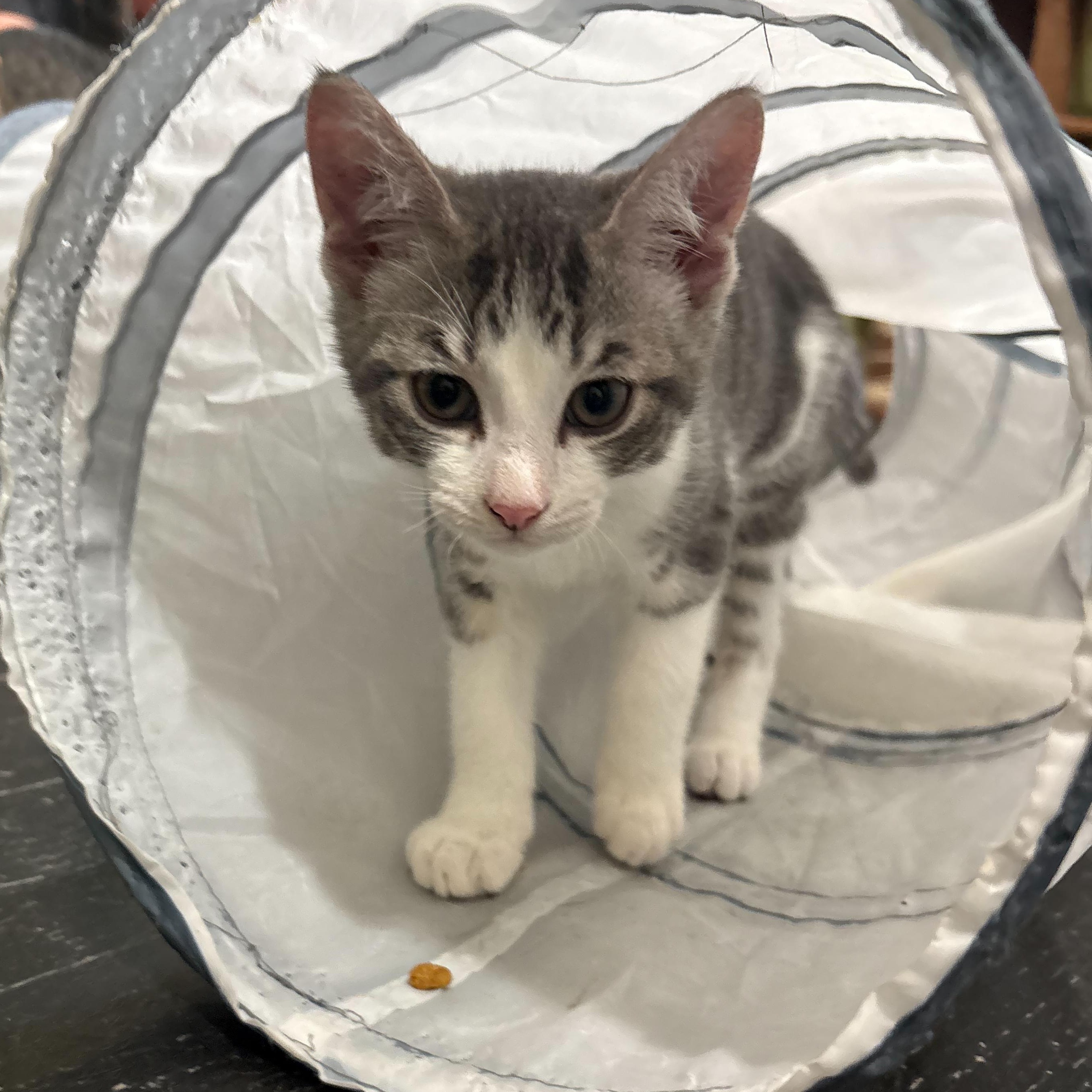 Enlarge Shadow, a Adoptable Domestic Short Hair in East Brunswick, NJ image 1/5