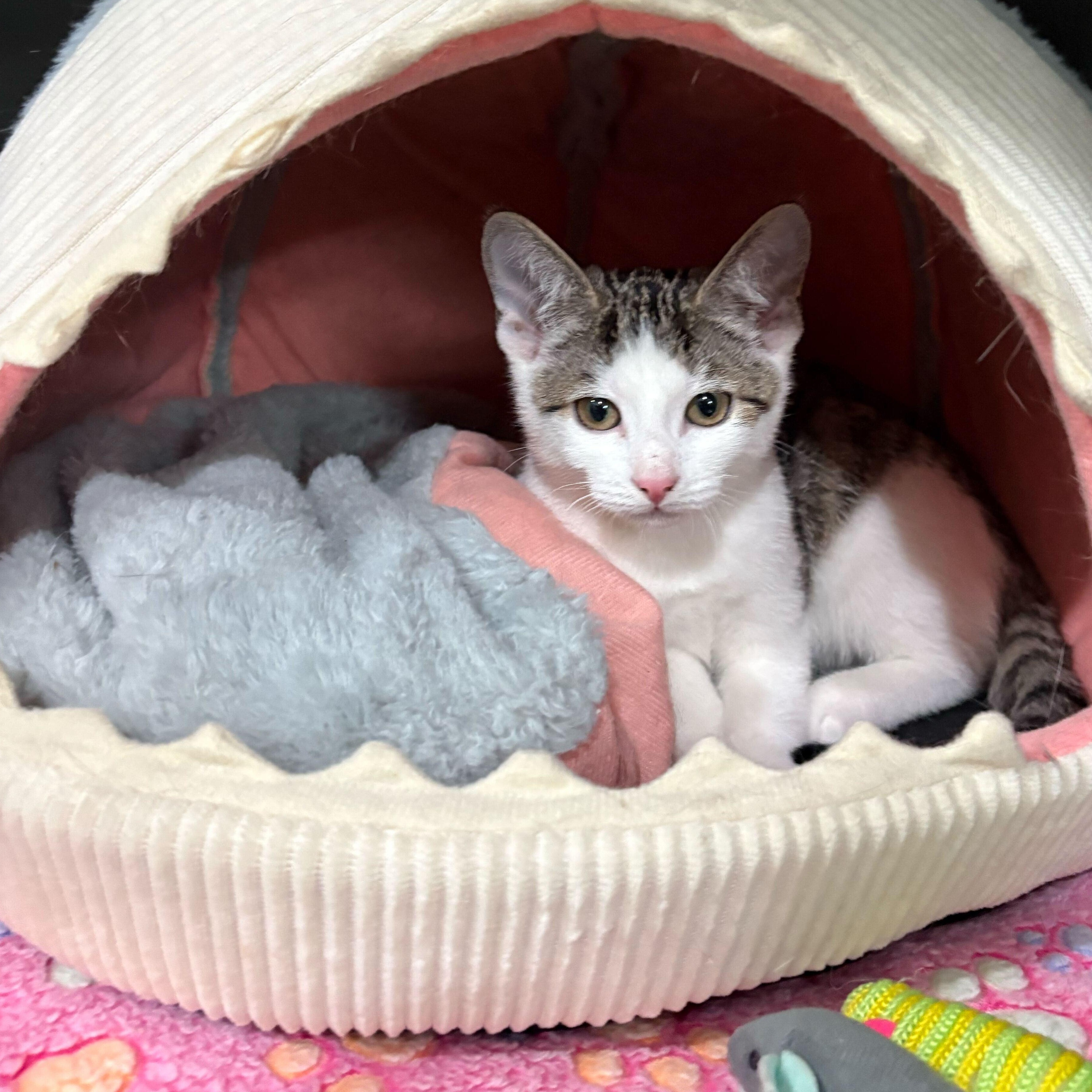 Enlarge Shadow, a Adoptable Domestic Short Hair in East Brunswick, NJ image 3/5