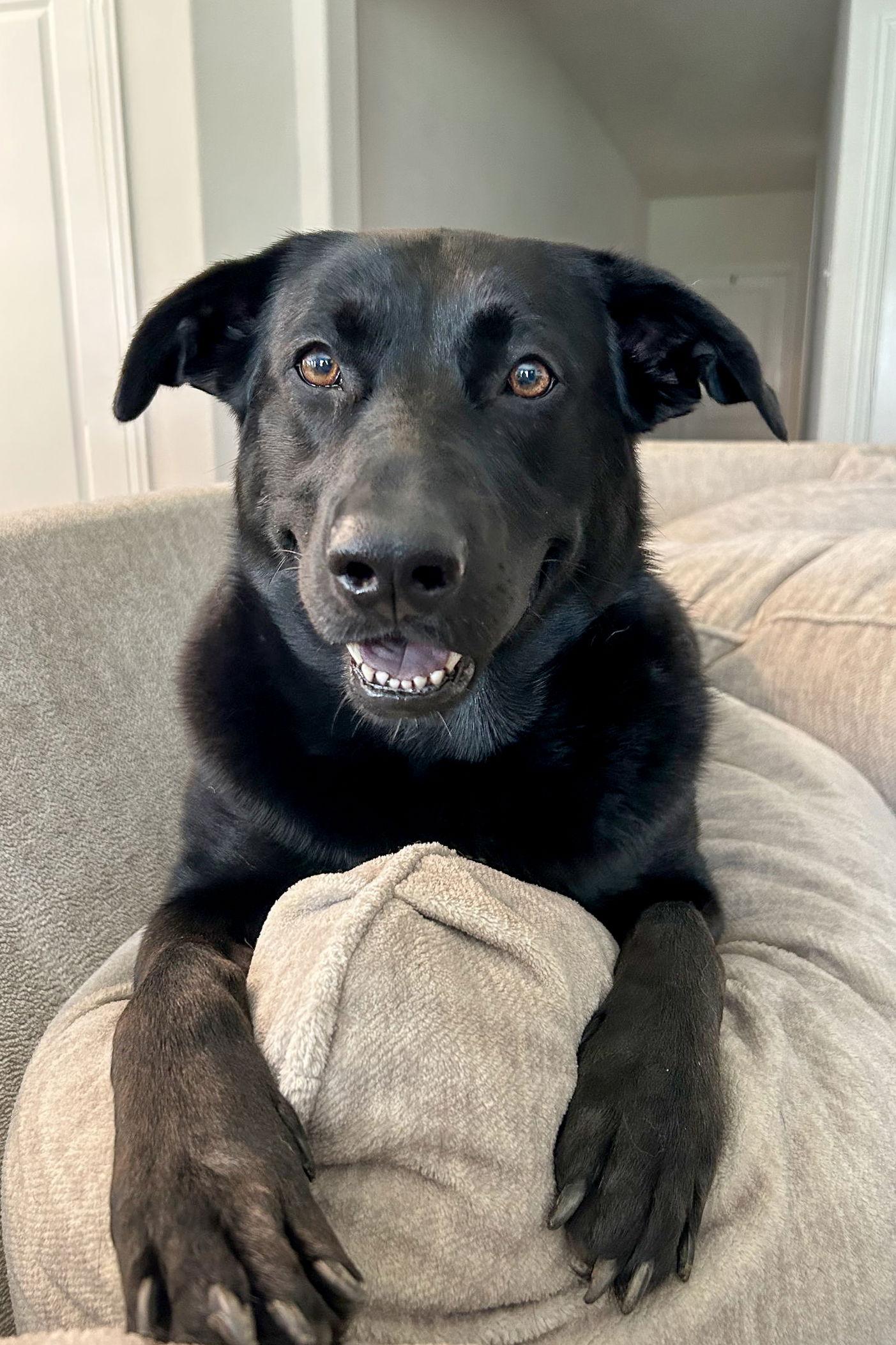 Enlarge Remi- Diamond Dog, a Adoptable Labrador Retriever in McKinney, TX image 1/3