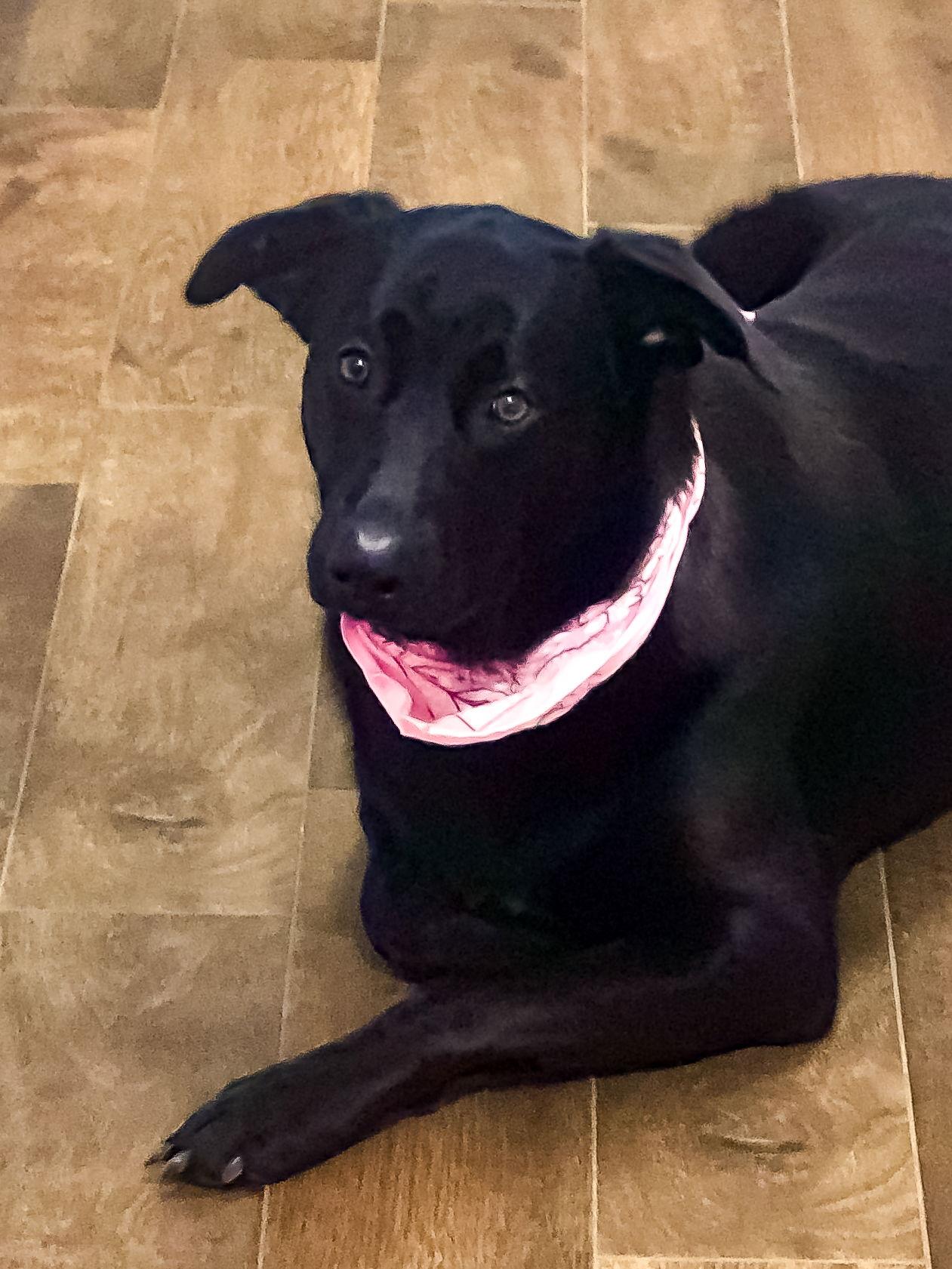 Enlarge Remi- Diamond Dog, a Adoptable Labrador Retriever in McKinney, TX image 2/3