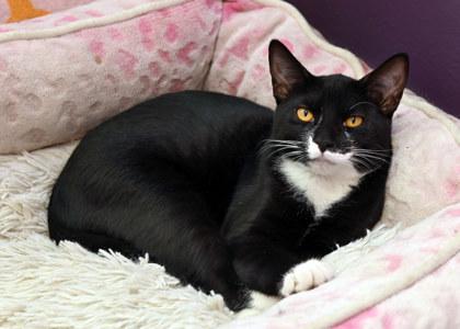 Enlarge Elaine Benes, a Adoptable Domestic Short Hair in Baton Rouge, LA image 1/2