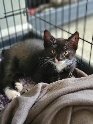 Elaine Benes, Adoptable, Young Female Domestic Short Hair.