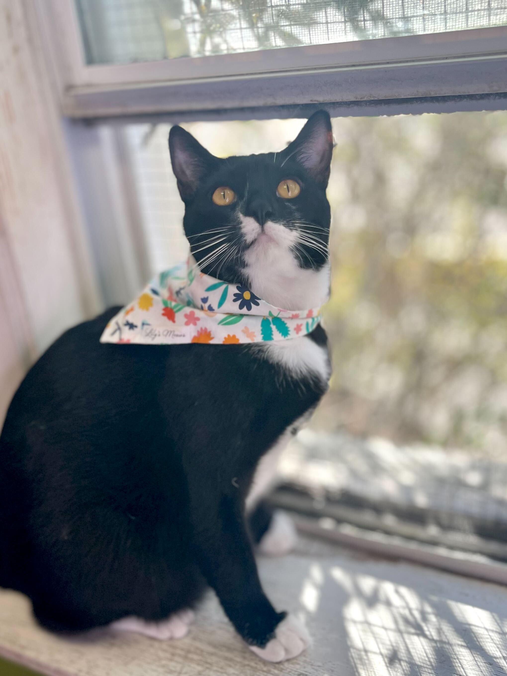 Enlarge Elaine Benes (Bonded to Tyler Perry), an adopted Domestic Short Hair in Baton Rouge, LA image 3/5