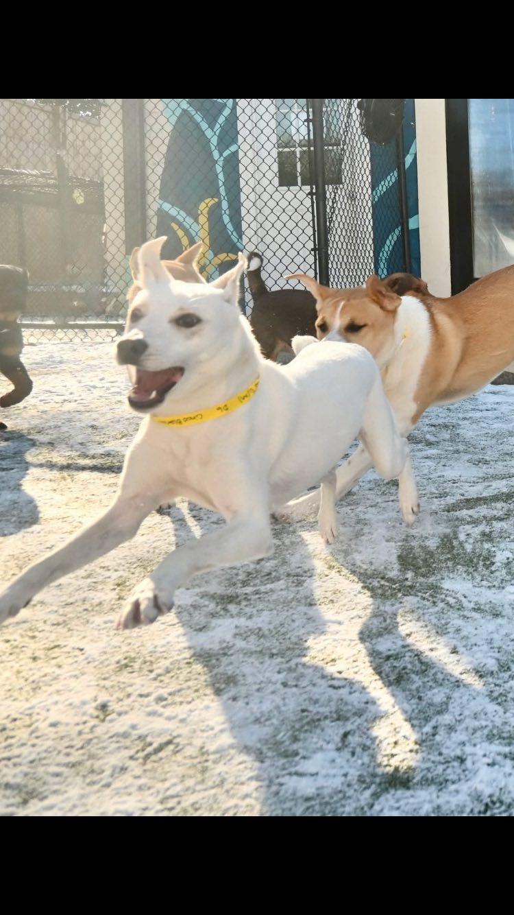 Cinco, a Adoptable mixed breed in East Point, GA image 2/5