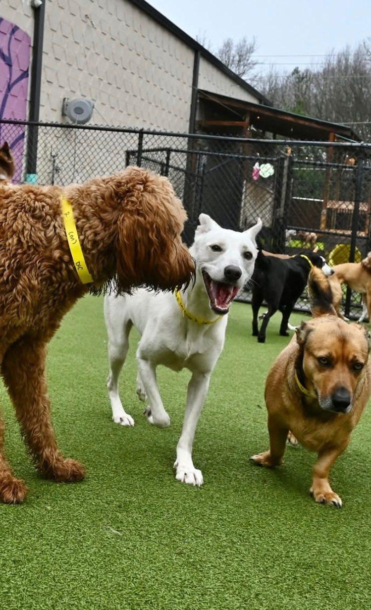 Cinco, a Adoptable mixed breed in East Point, GA image 3/5