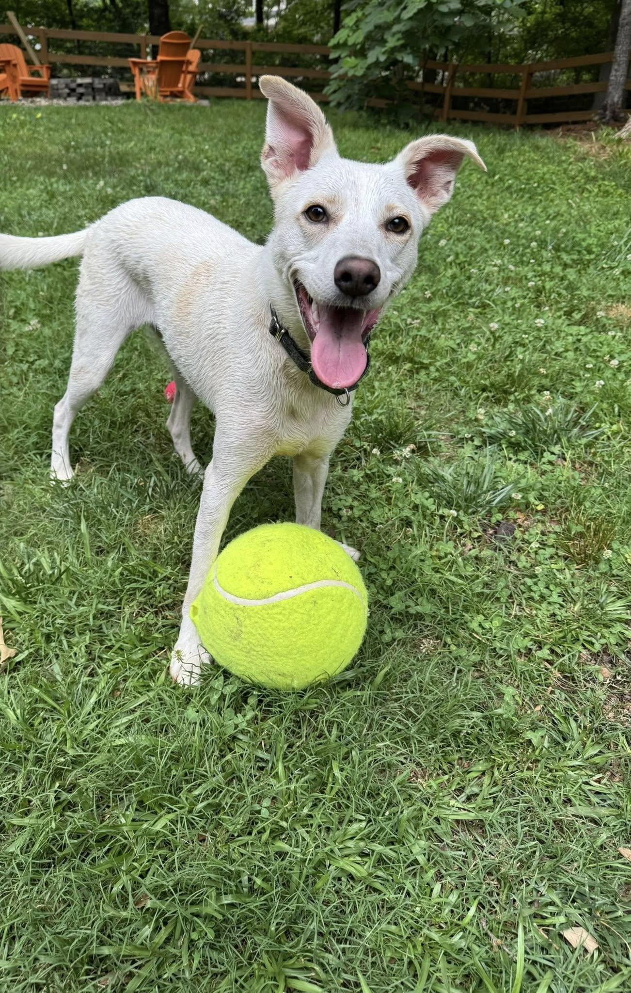 Cinco, a Adoptable mixed breed in East Point, GA image 4/5