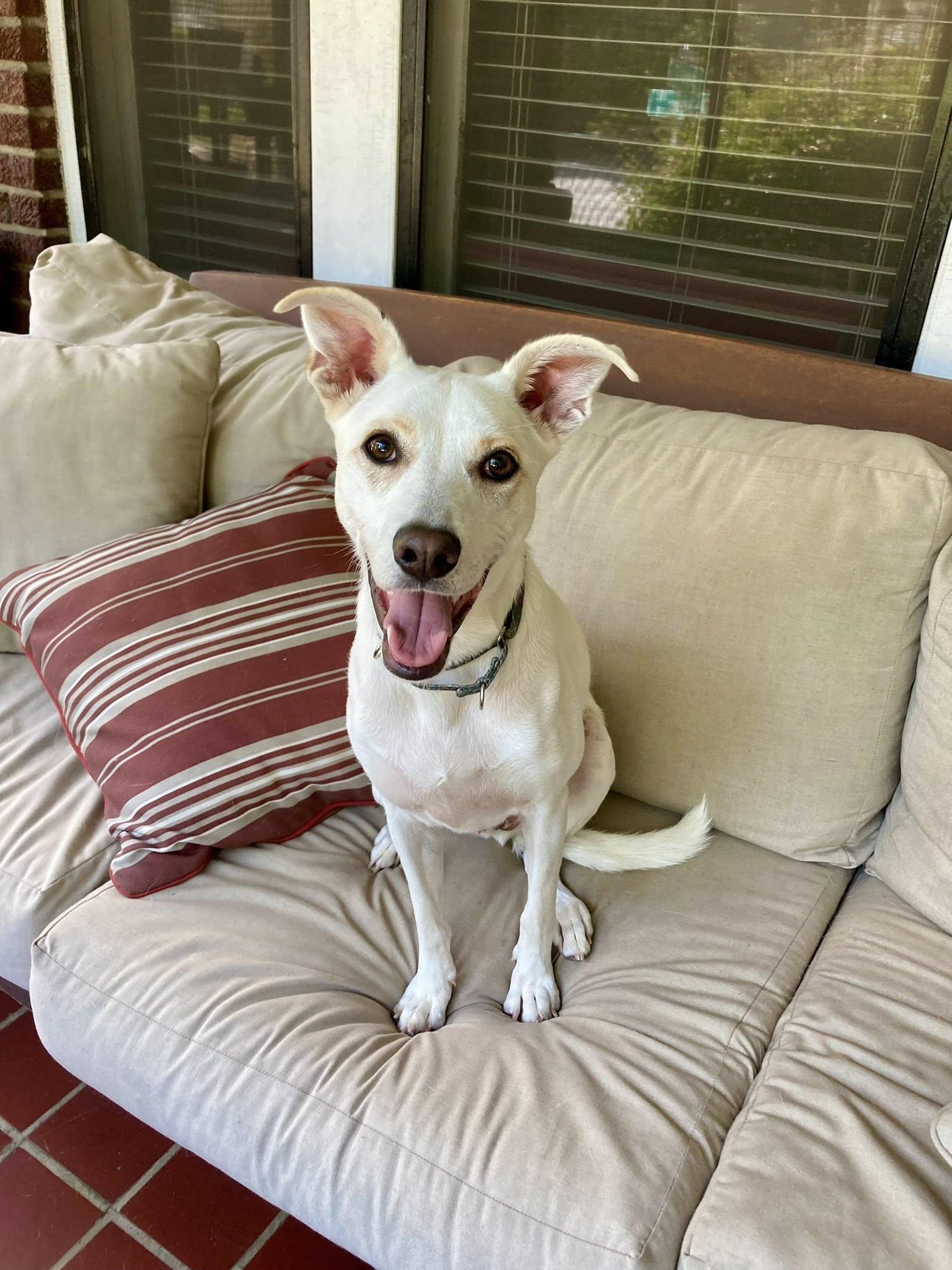 Cinco, Adoptable, Young Male Feist & Mixed Breed.