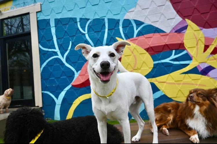 Cinco, a Adoptable mixed breed in East Point, GA image 5/5