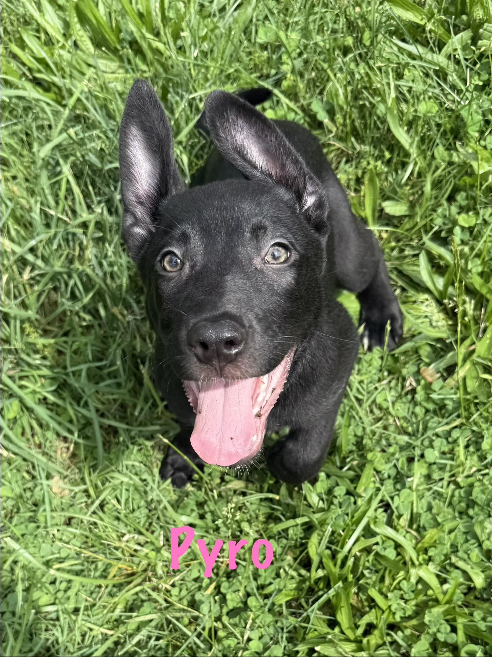 Enlarge Gunner, Pyro and Riot, a ADOPTABLE mixed breed in Succasunna, NJ image 4/6