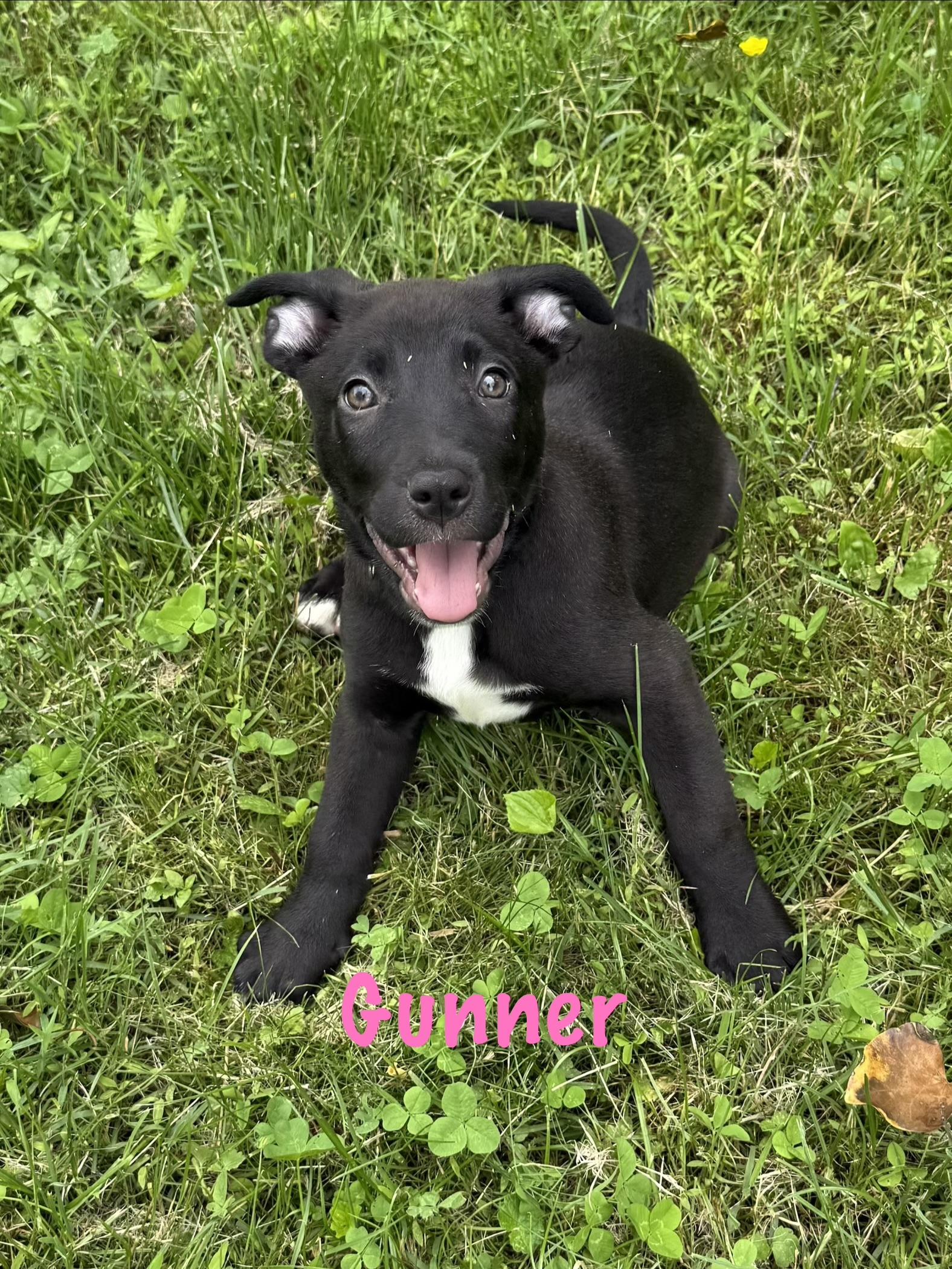 Enlarge Gunner, Pyro and Riot, a ADOPTABLE mixed breed in Succasunna, NJ image 1/6