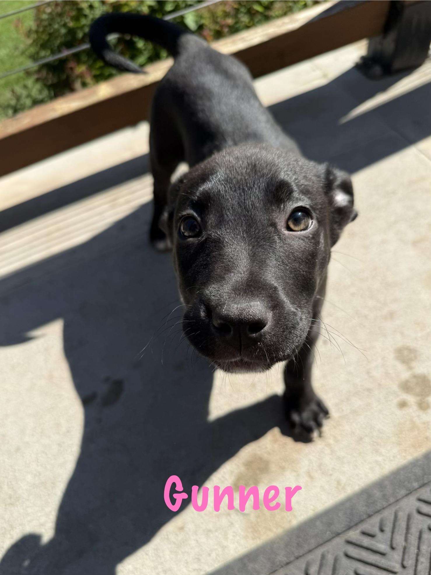 Enlarge Gunner, Pyro and Riot, a ADOPTABLE mixed breed in Succasunna, NJ image 2/6