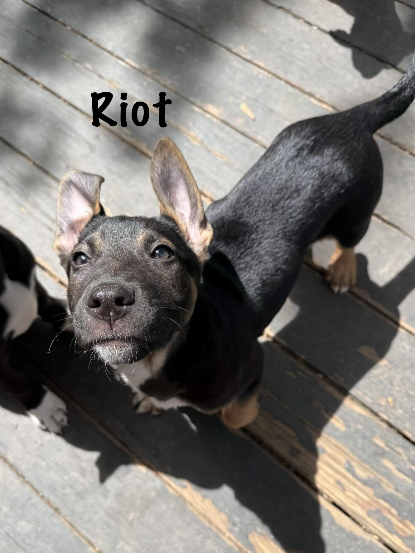 Enlarge Gunner, Pyro and Riot, a ADOPTABLE mixed breed in Succasunna, NJ image 6/6