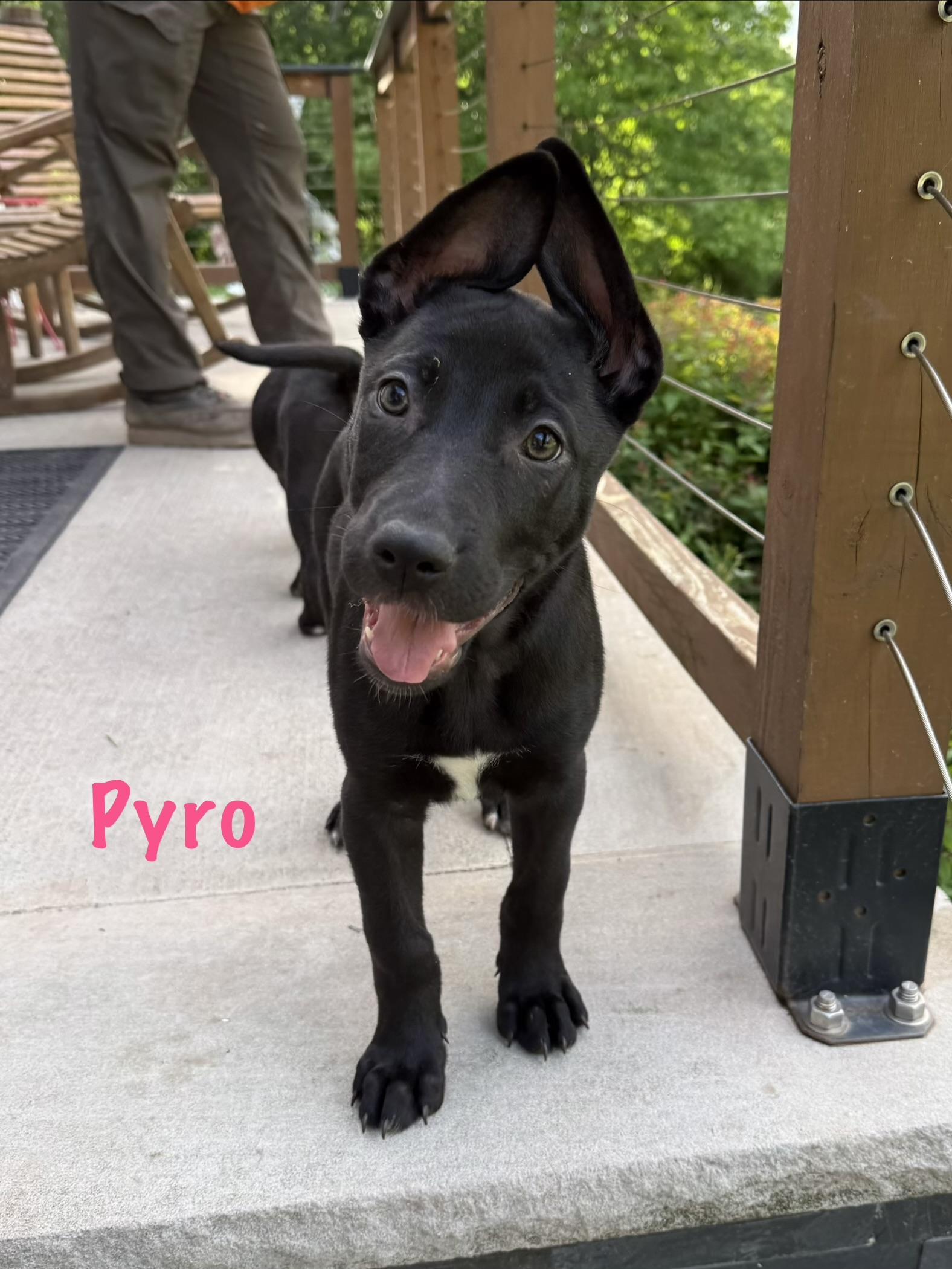 Enlarge Gunner, Pyro and Riot, a ADOPTABLE mixed breed in Succasunna, NJ image 3/6