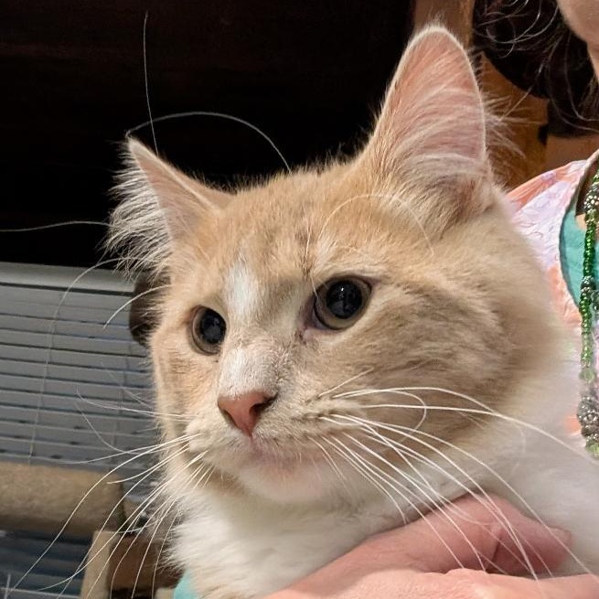 Roger, adopted, Kitten Male Domestic Short Hair.