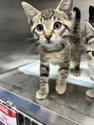 Enlarge Imixer, a Adoptable mixed breed in Simcoe, ON image 1/1