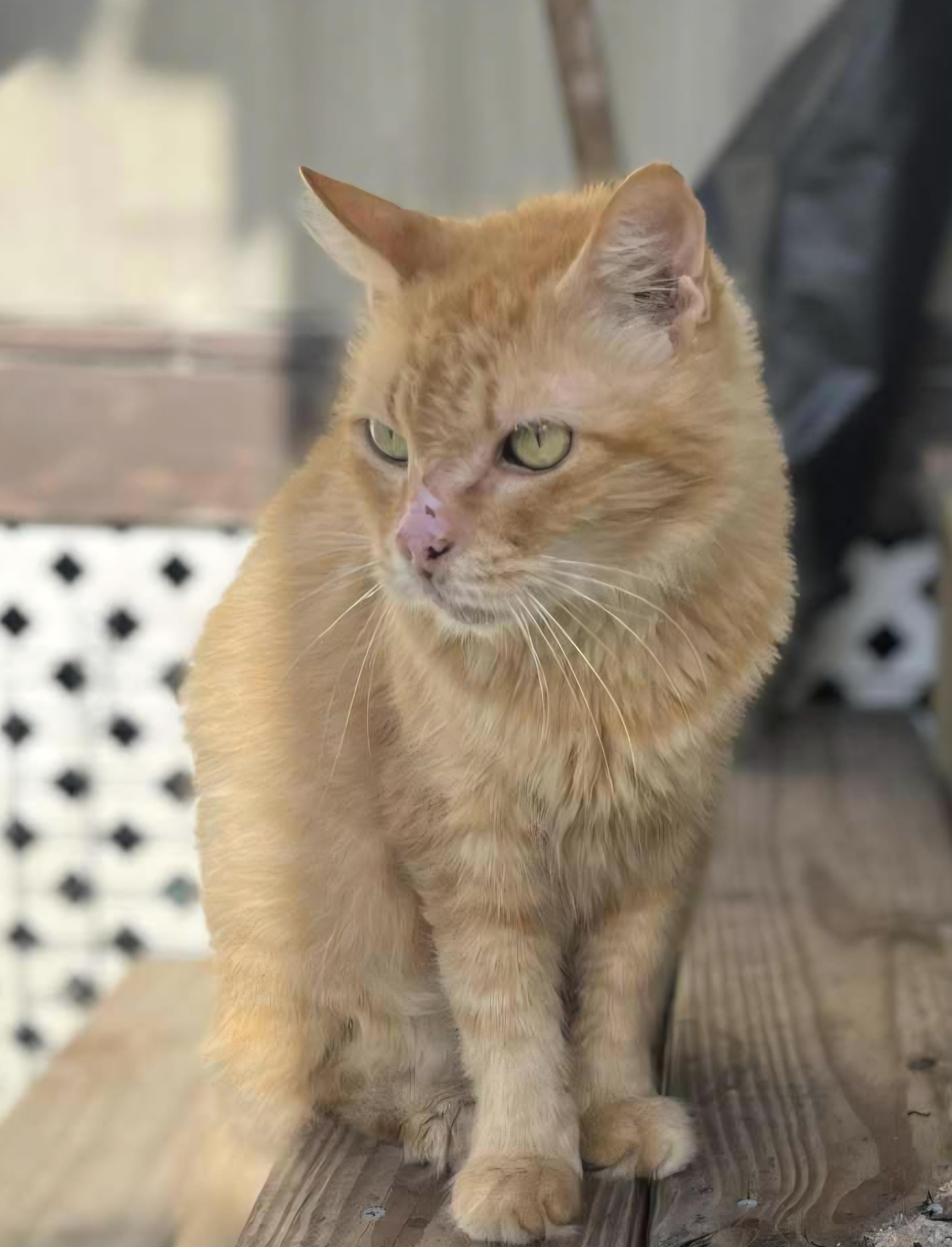 Enlarge Butterscotch, a Adoptable Domestic Long Hair in Spring Hill, FL image 1/1