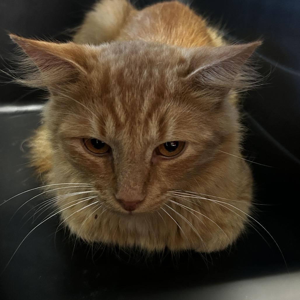Jackal, Adoptable, Young Male Domestic Medium Hair.