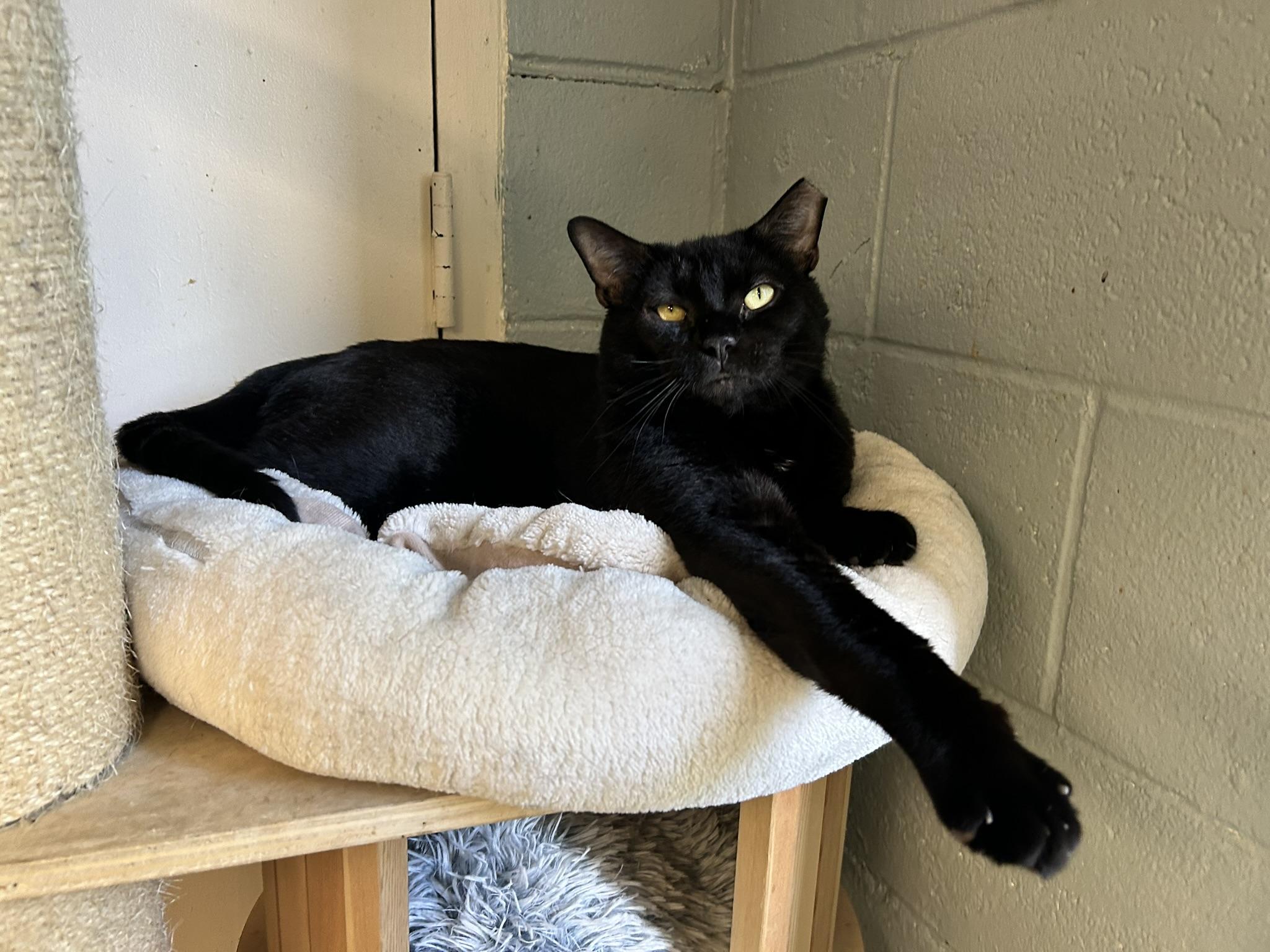 Bentley, Adopted, Young Male Domestic Short Hair.