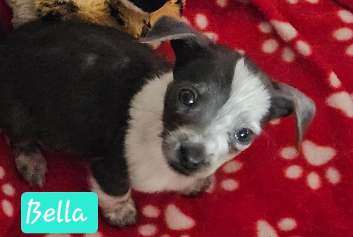 Bella
