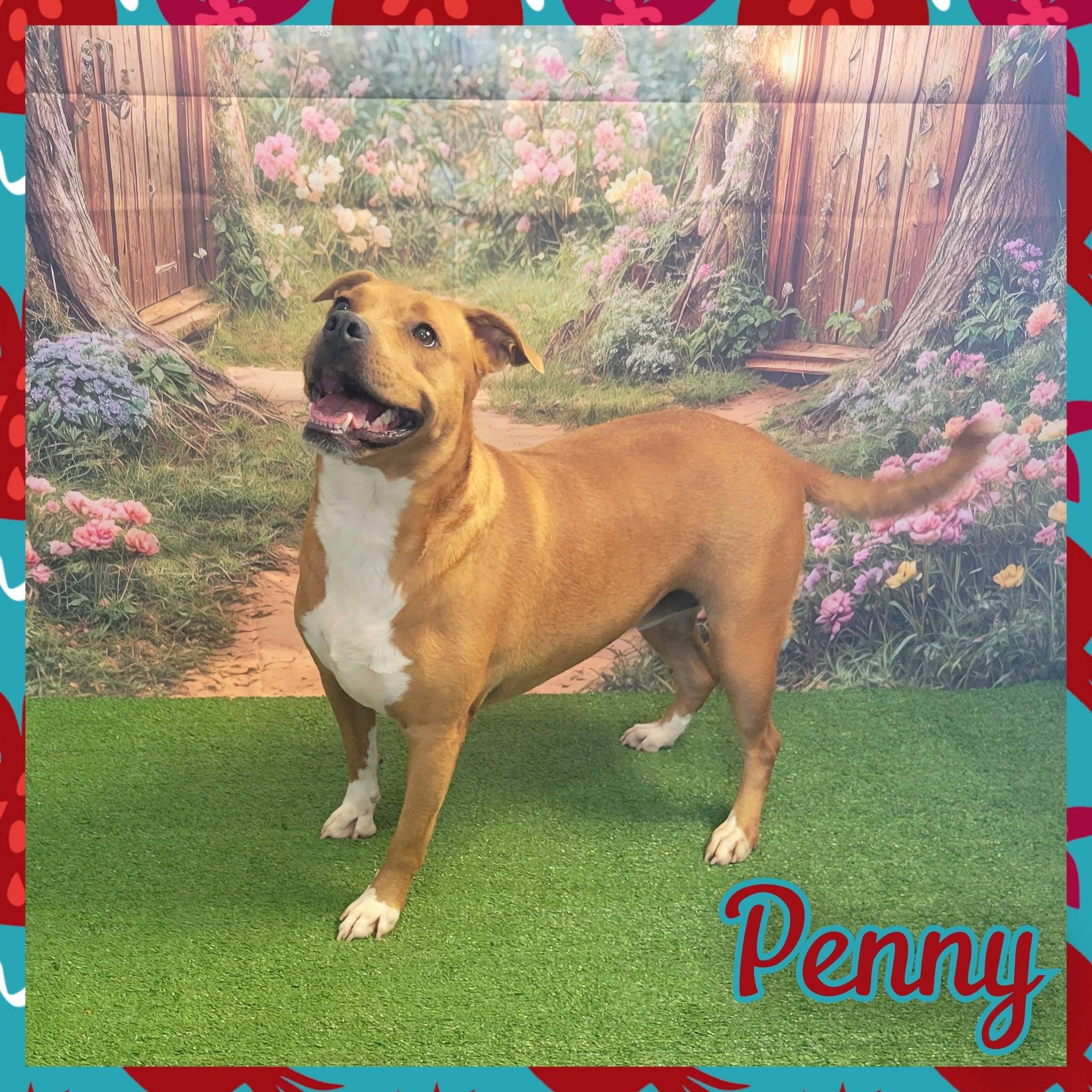 Enlarge Penny, a ADOPTABLE mixed breed in Daingerfield, TX image 1/2