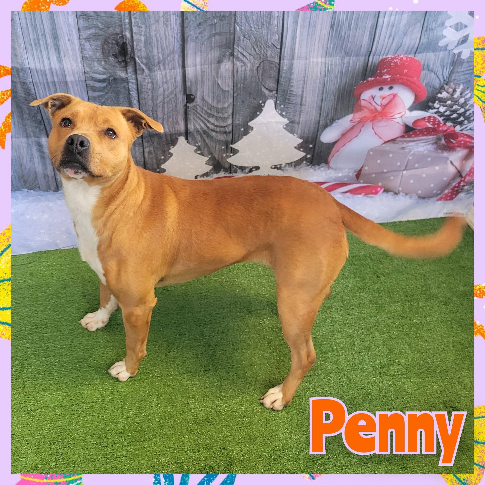 Enlarge Penny, a ADOPTABLE mixed breed in Daingerfield, TX image 1/1