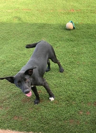Enlarge Casey, a Adoptable mixed breed in Tucumcari, NM image 1/2