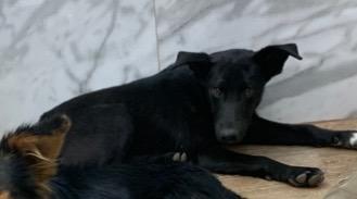 Enlarge Casey, a Adoptable mixed breed in Tucumcari, NM image 2/2