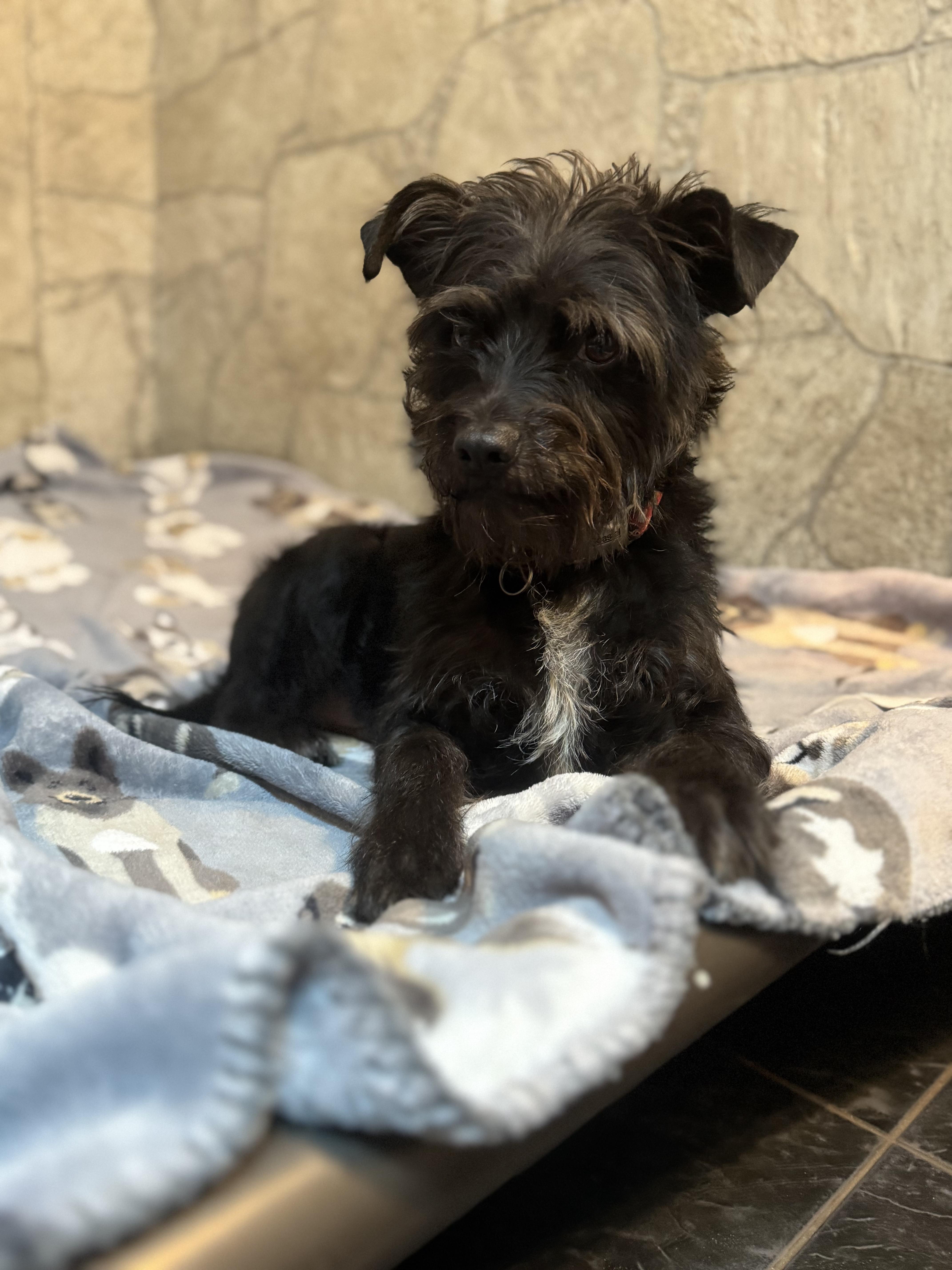 Frankie , adoptable, Adult Male Wirehaired Terrier.