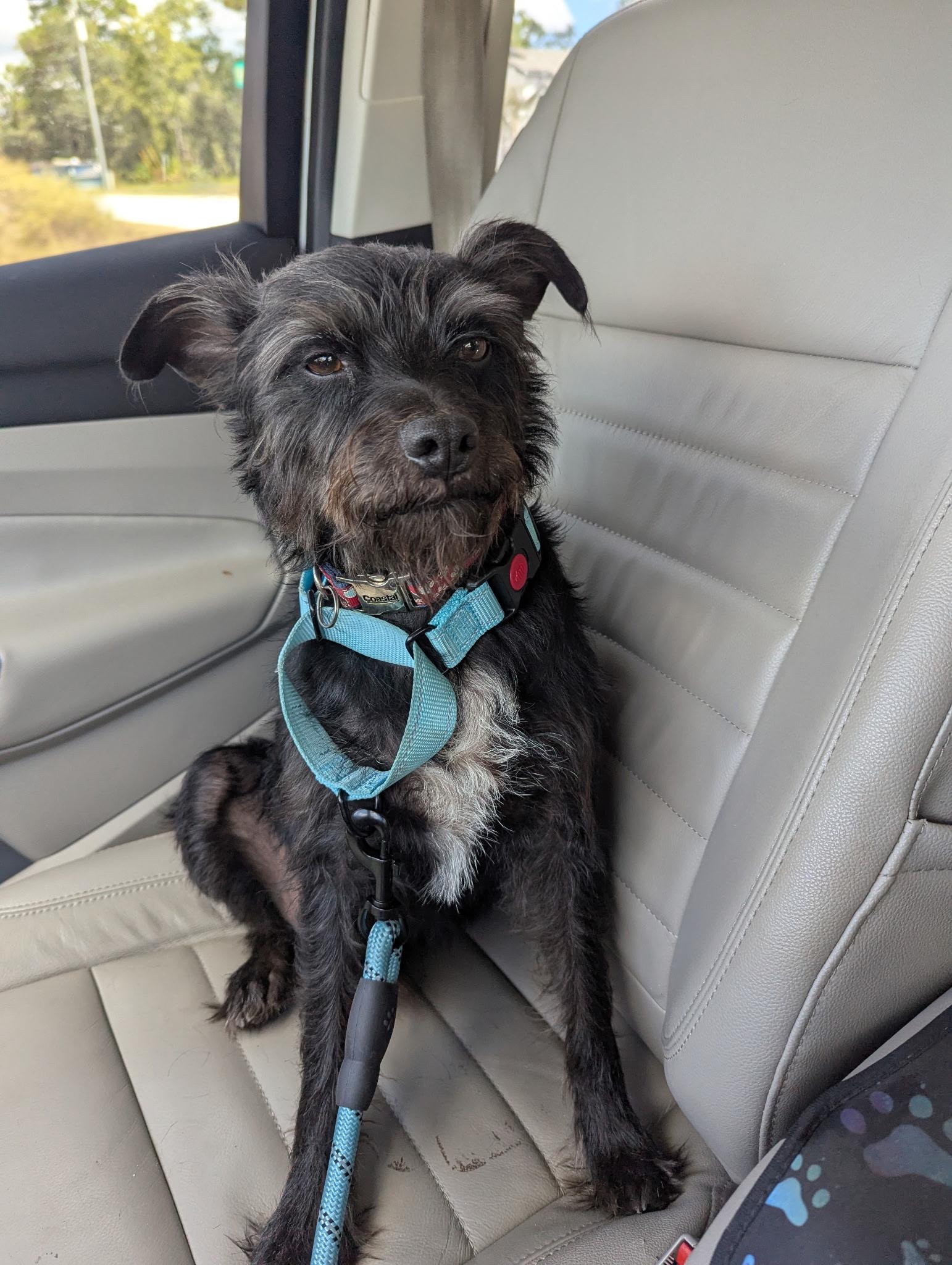 Enlarge Frankie , an adoptable Wirehaired Terrier in Spring Hill, FL image 3/3