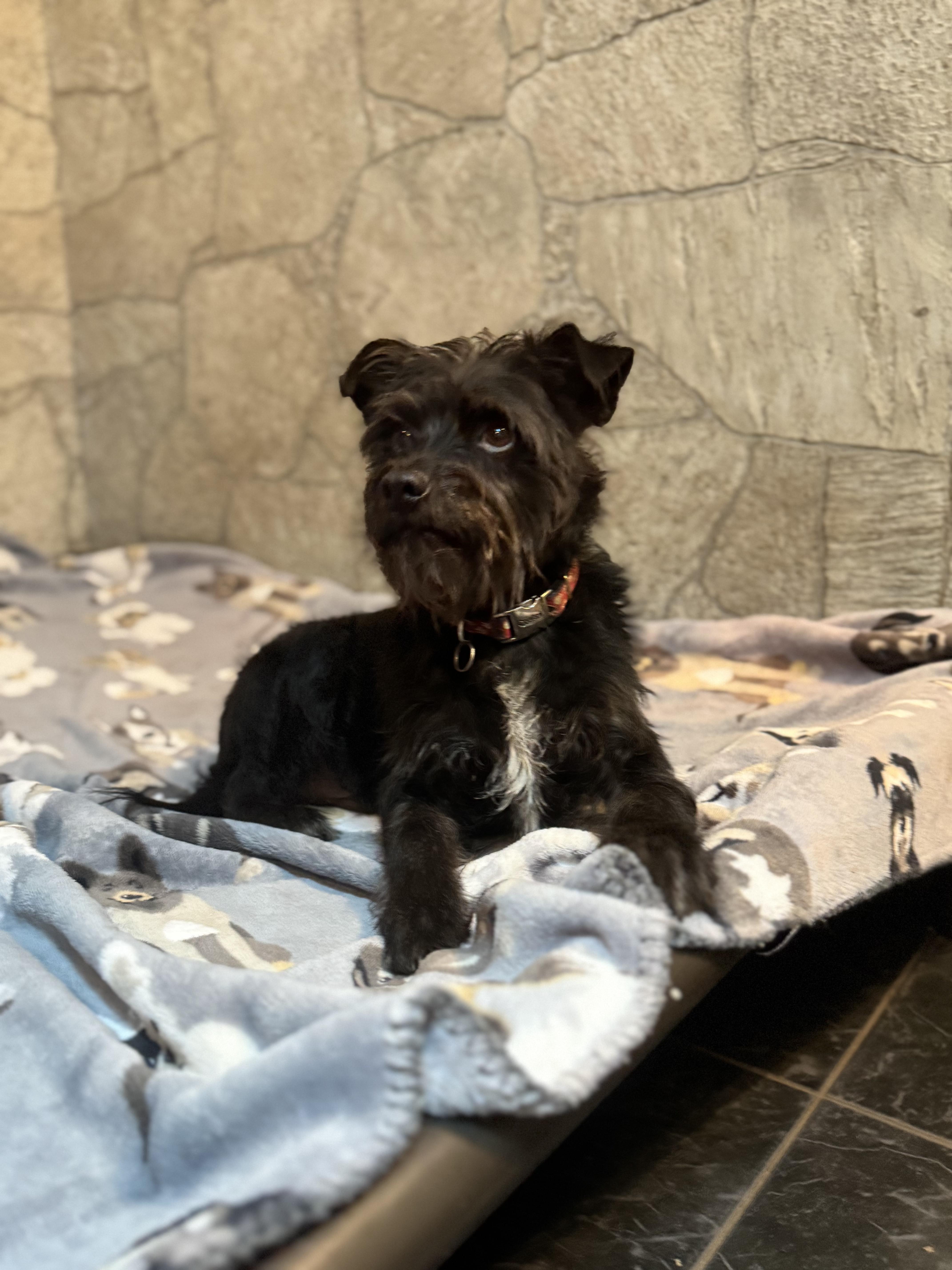 Enlarge Frankie , an adoptable Wirehaired Terrier in Spring Hill, FL image 2/3