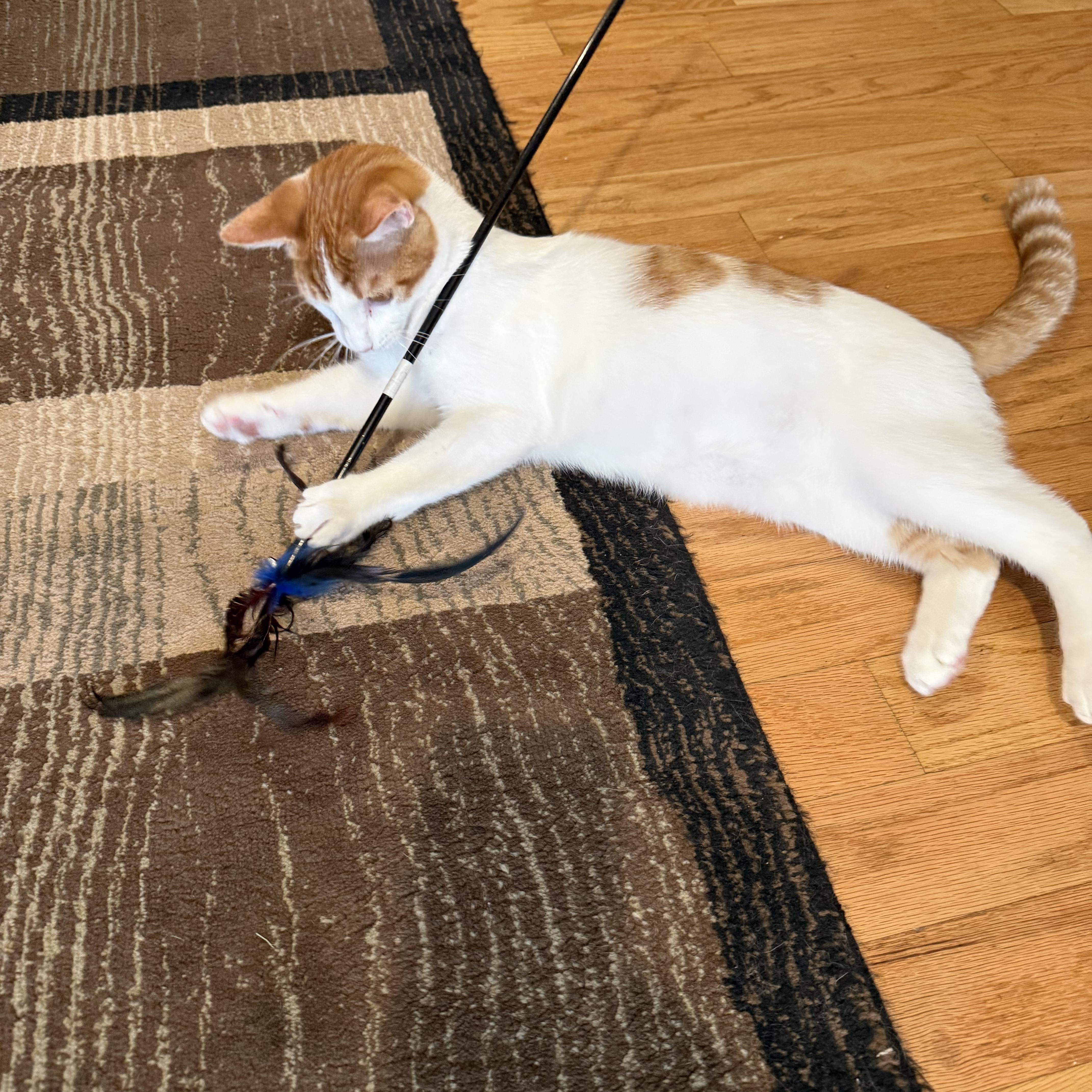 Kayce, a Adoptable Domestic Short Hair image 1/4