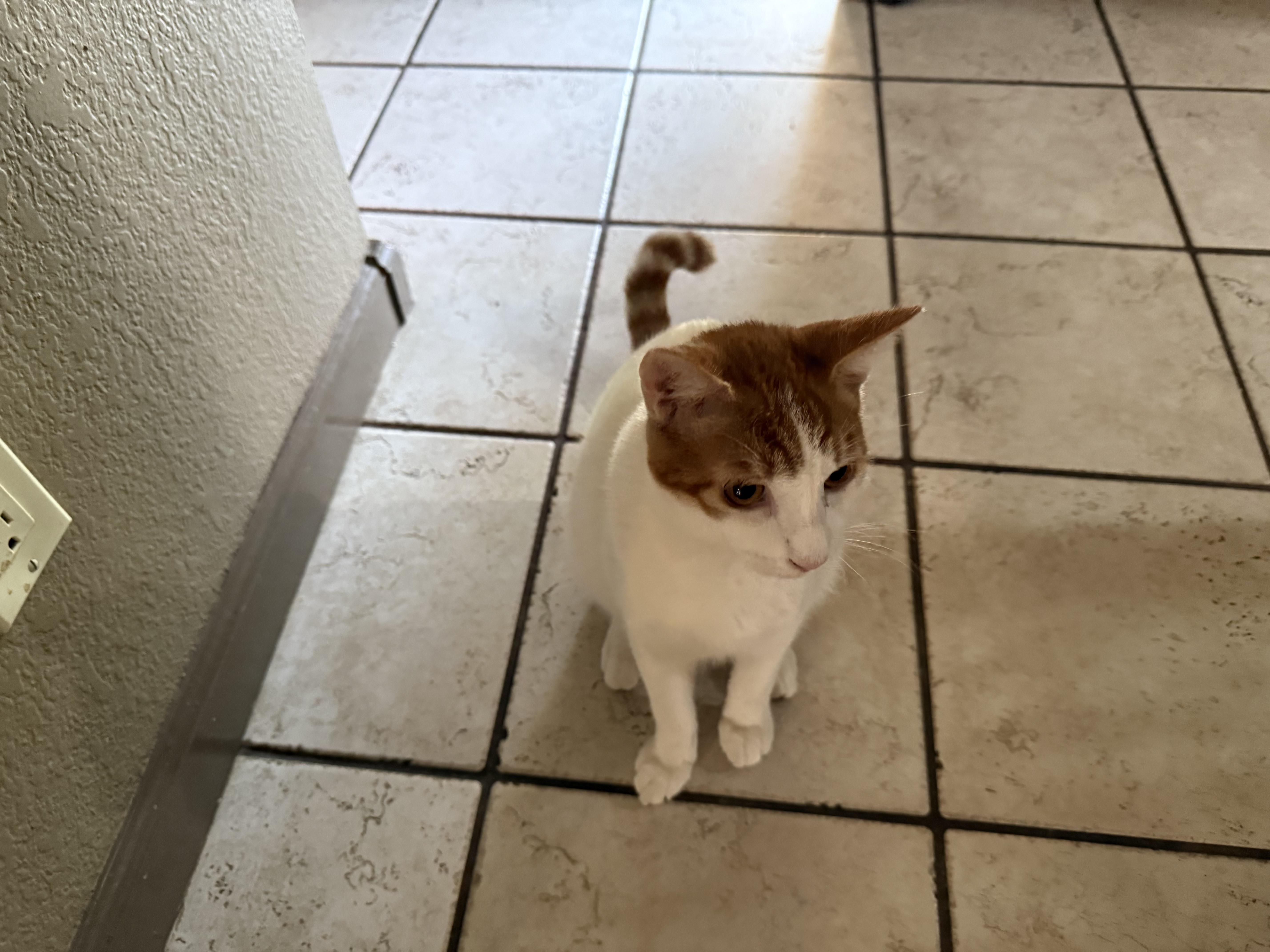 Kayce, a Adoptable Domestic Short Hair image 2/4